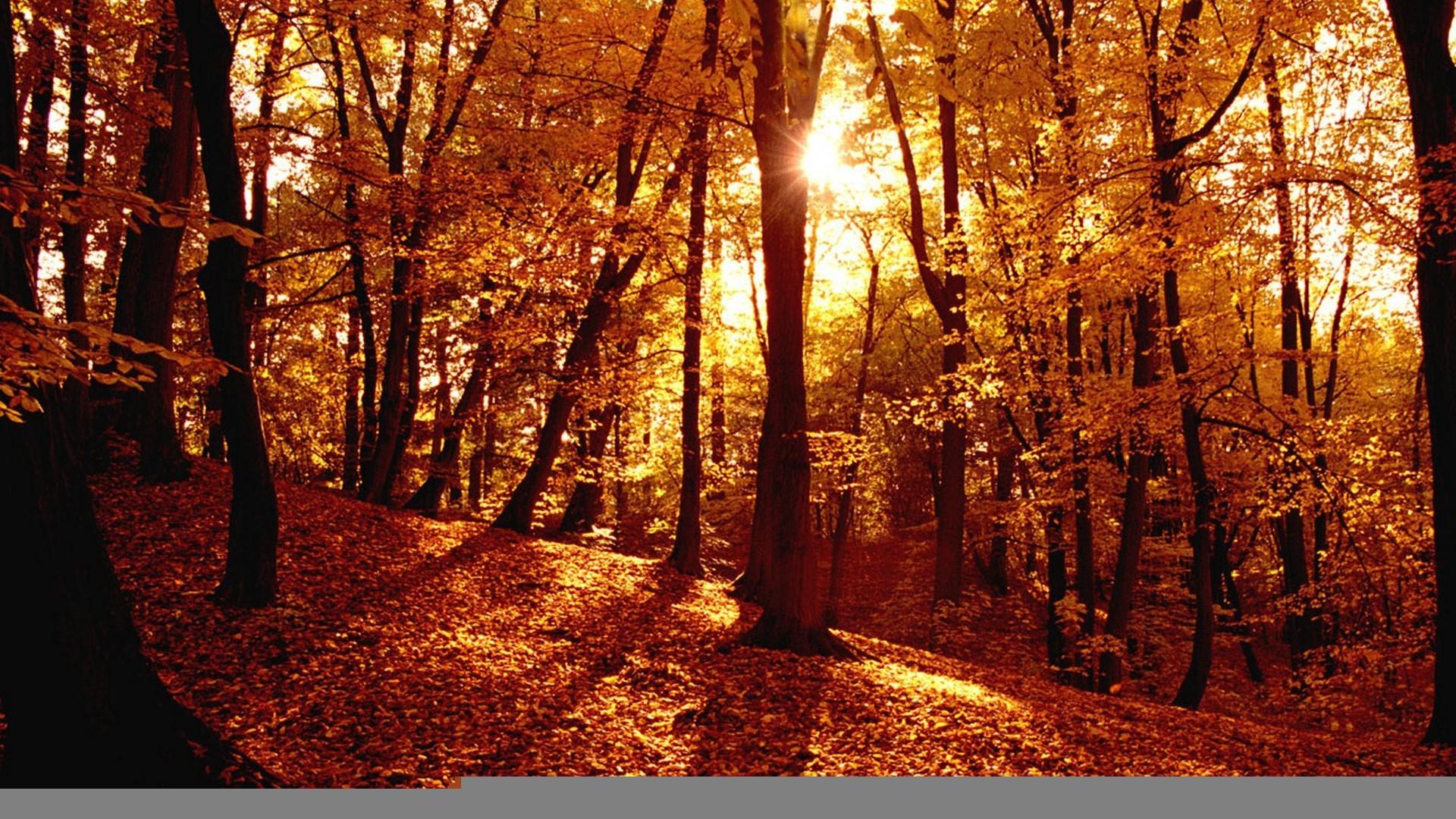1920x1080 Autumn Forest Wallpaper Hd Background For Desktop 11