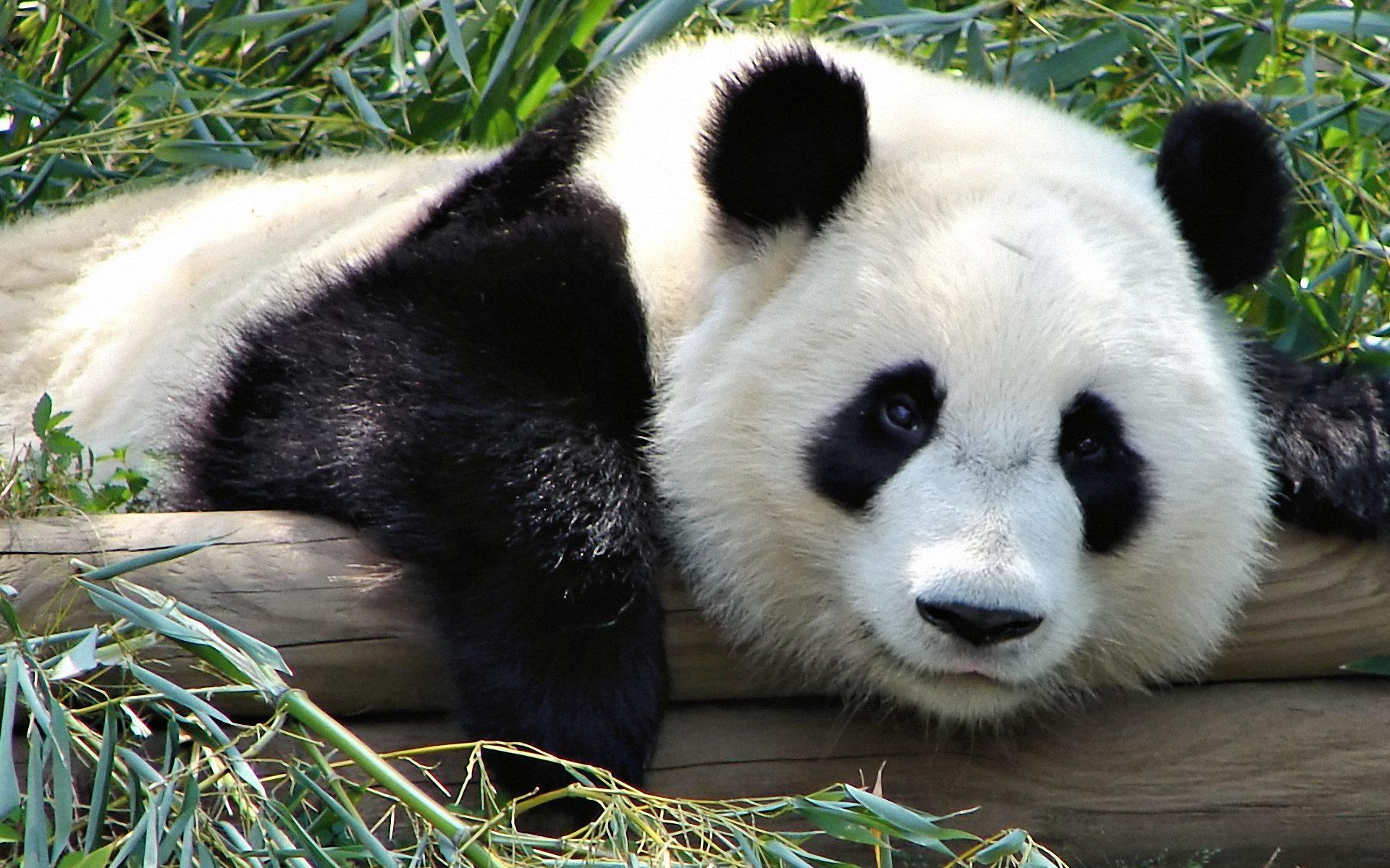 1920x1200 Free download Funny Panda 1920x1200 WallpaperPanda Wallpaper Picture [1920x1200] for your Desktop, Mobile & Tablet. Explore Panda Bear Wallpaper. Panda Wallpaper for Desktop, Cute Panda Desktop Wallpaper, Panda Bear Wallpaper Border