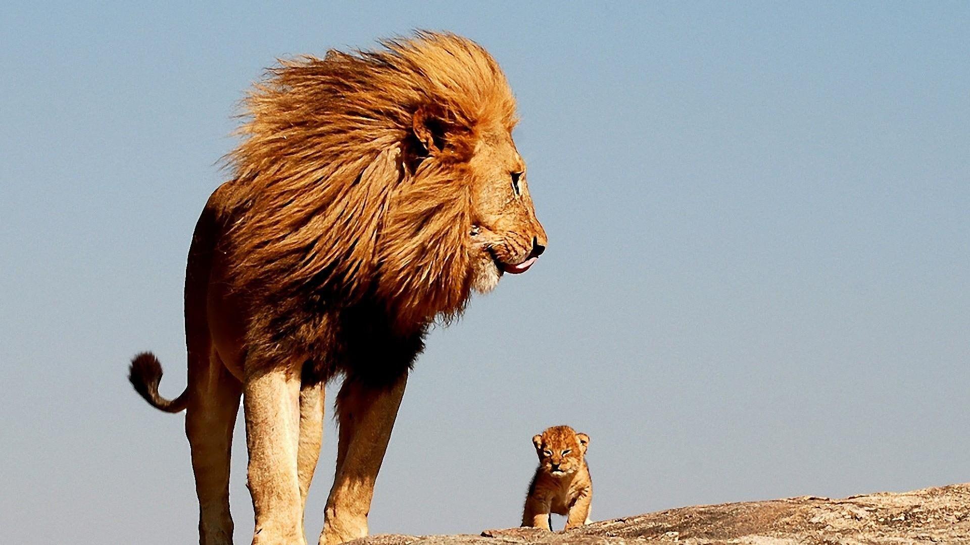 1920x1080 lion #cute #baby lion king #father P #wallpaper #hdwallpaper #desktop. Lion king, Lions, Lion