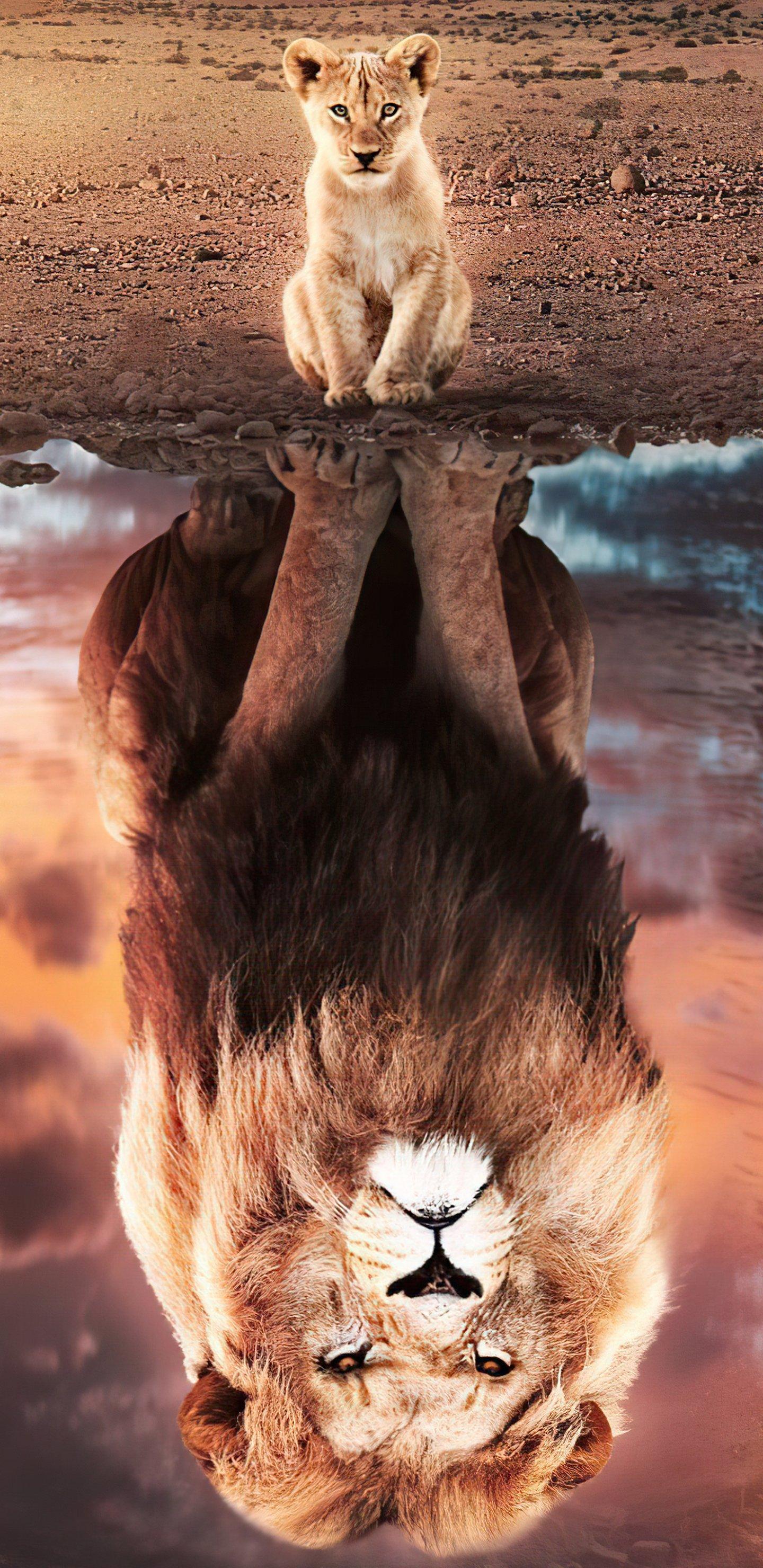 1440x2960 Movie The Lion King (2019)