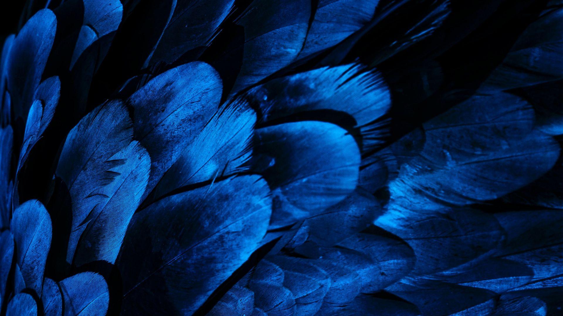 1920x1080 Feathers, bird wing, blue feathers, close up wallpaper, HD image, picture, background, b30f0c