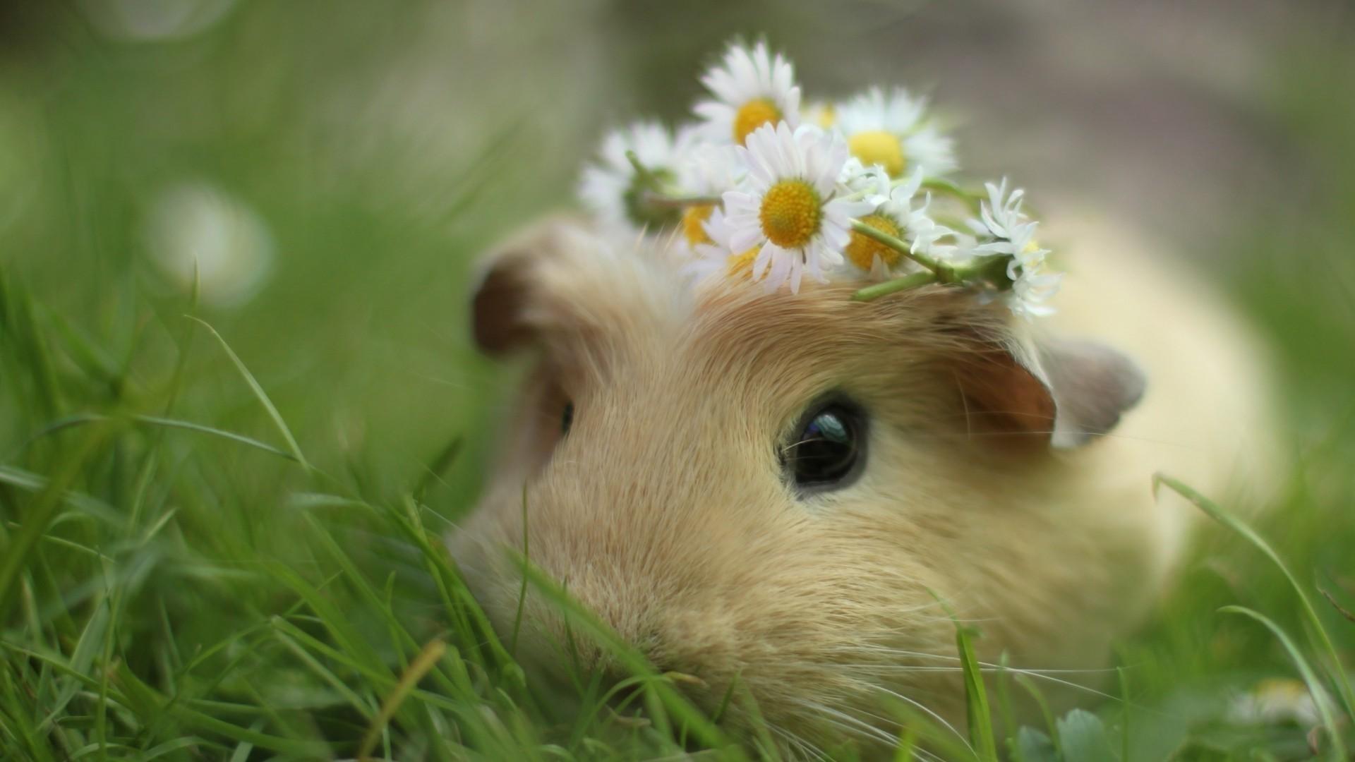 1920x1080 Cute Animal Wallpaper