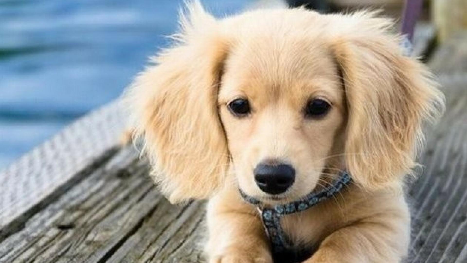 1920x1080 Adorable Aqua Loving Animal Desktop Wallpaper Swim School