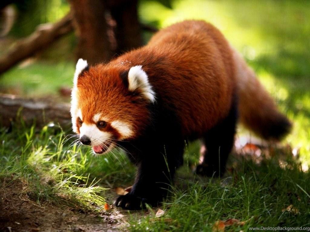 1024x768 Cute animal wallpaper for desktop cute animals Desktop Background