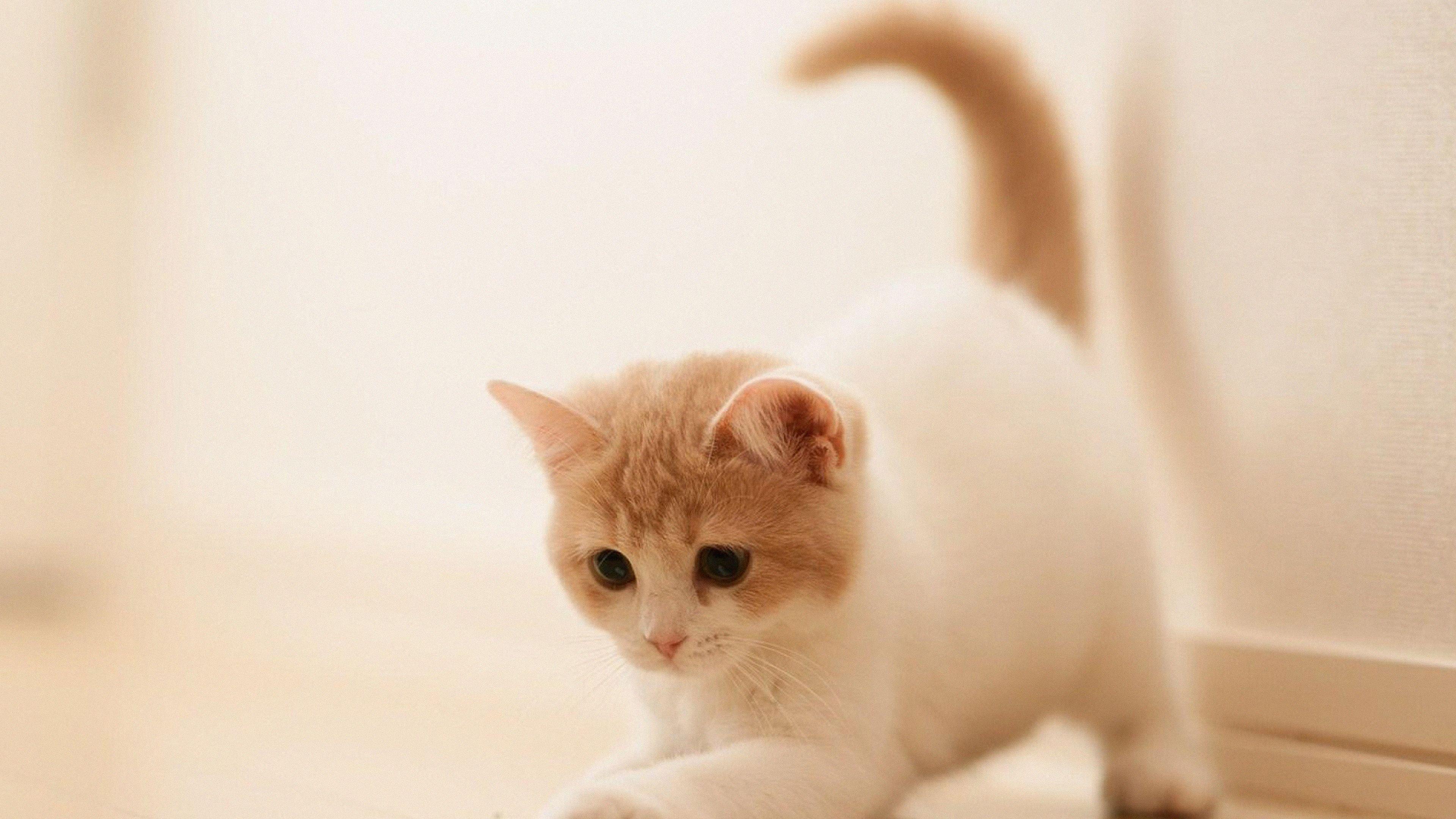 3840x2160 Kitten Animal Wallpaper, HD Kitten Animal Background