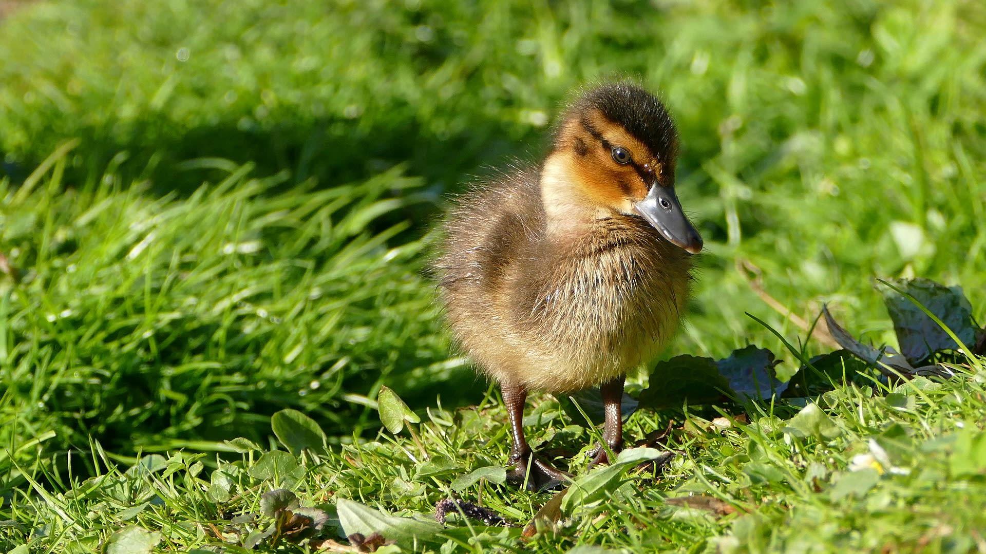 1920x1079 Give you over 20 cute animal desktop wallpaper