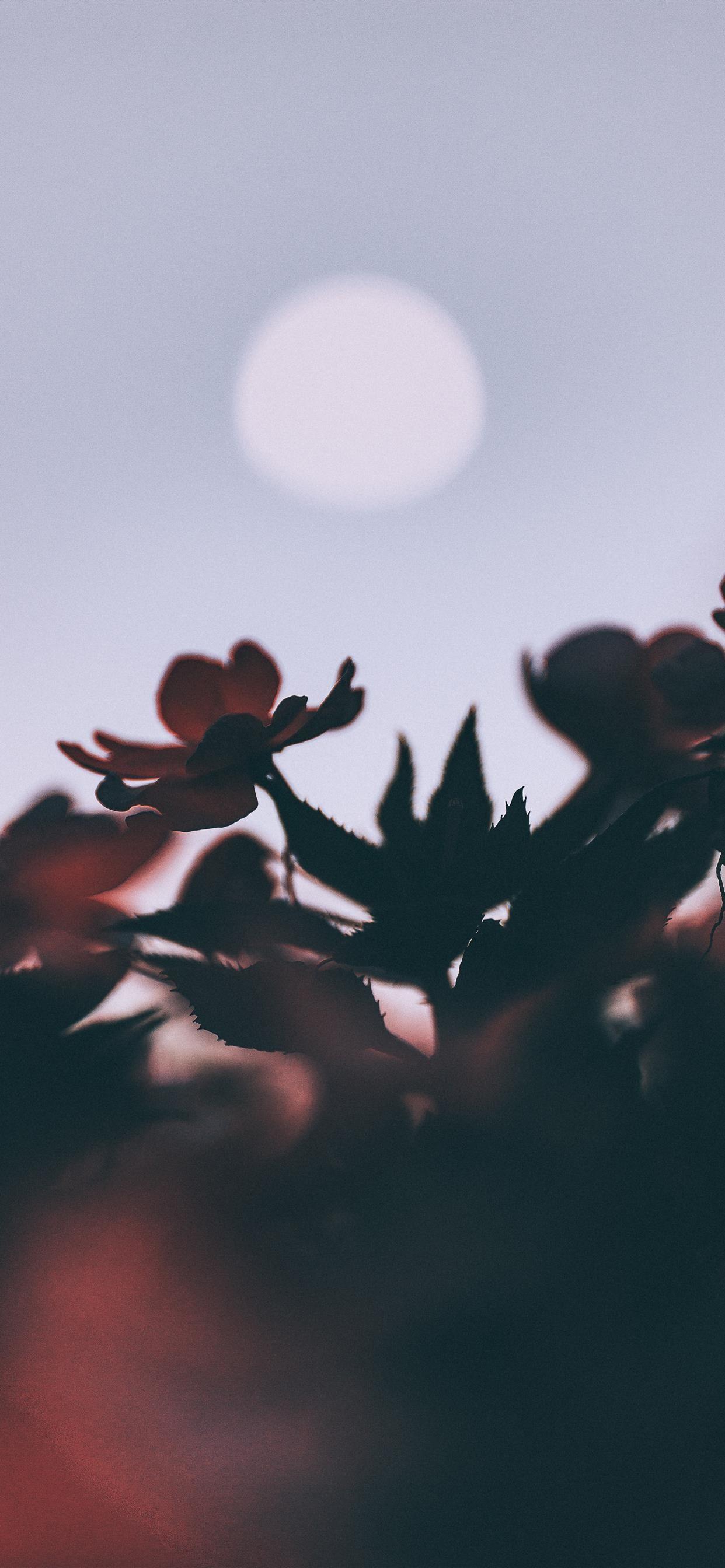 1242x2688 Oleander and moon iPhone 11 Wallpaper Free Download