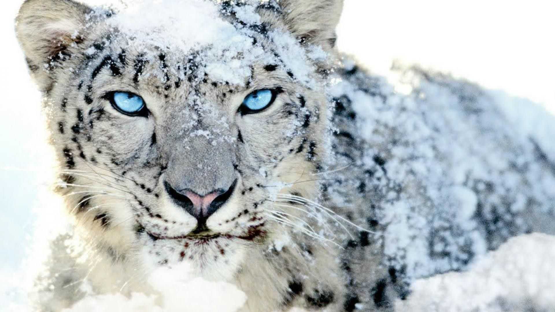 1920x1080 Desktop Snow Leopard Wallpaper