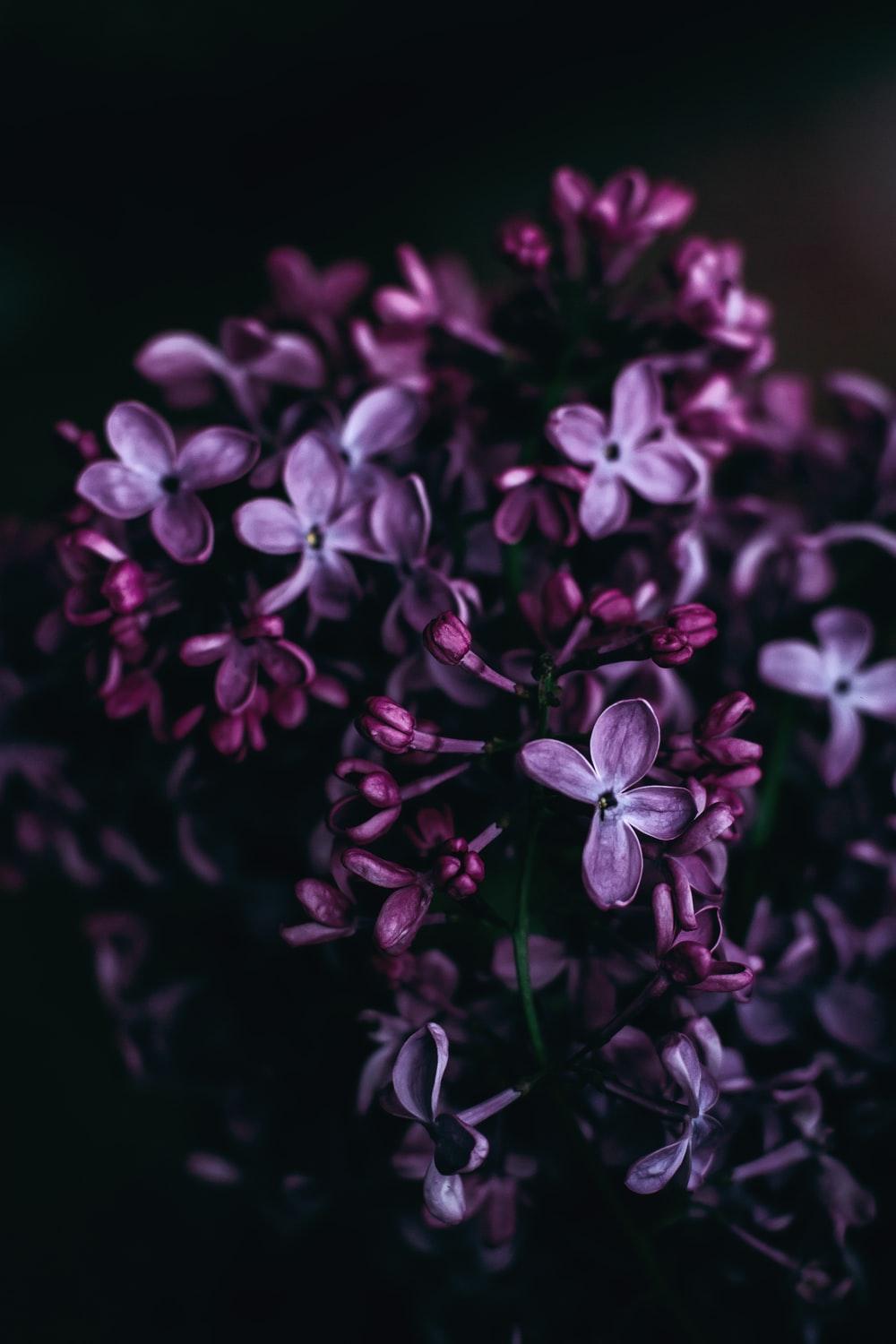Dark Purple Flowers HD Wallpapers - Top Free Dark Purple Flowers ...