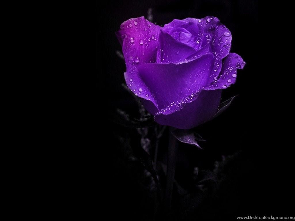 1024x768 Flowers: Amazing Purple Rose Dark Splendid Beautiful HD Desktop. Desktop Background