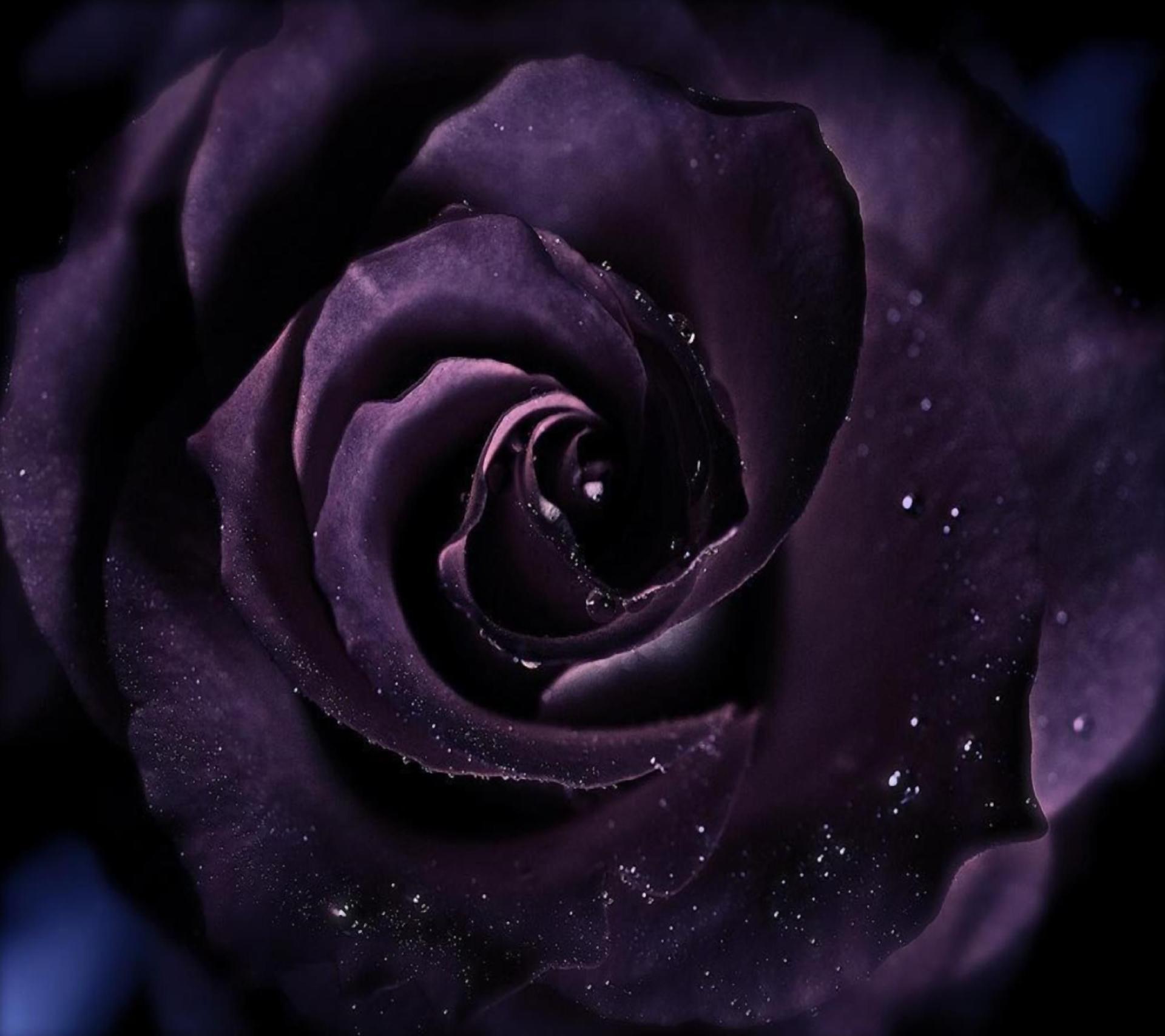 1920x1707 Purple Rose Wallpaper