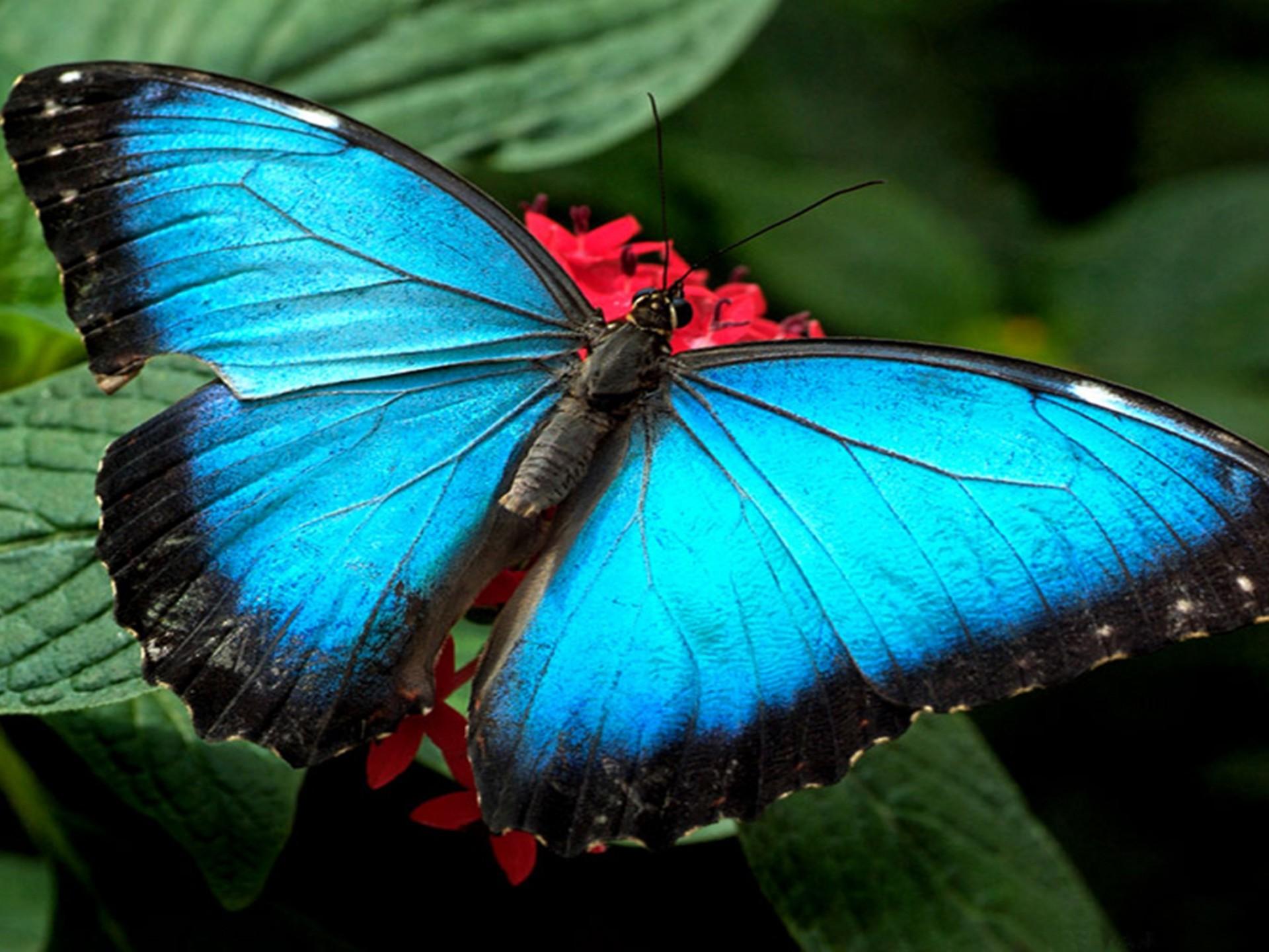 1920x1440 Blue Butterflies Wallpaper HD :
