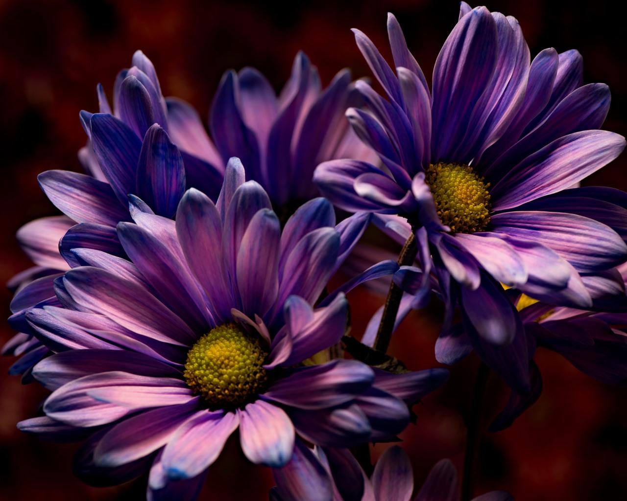Dark Purple Flowers HD Wallpapers - Top Free Dark Purple Flowers HD ...