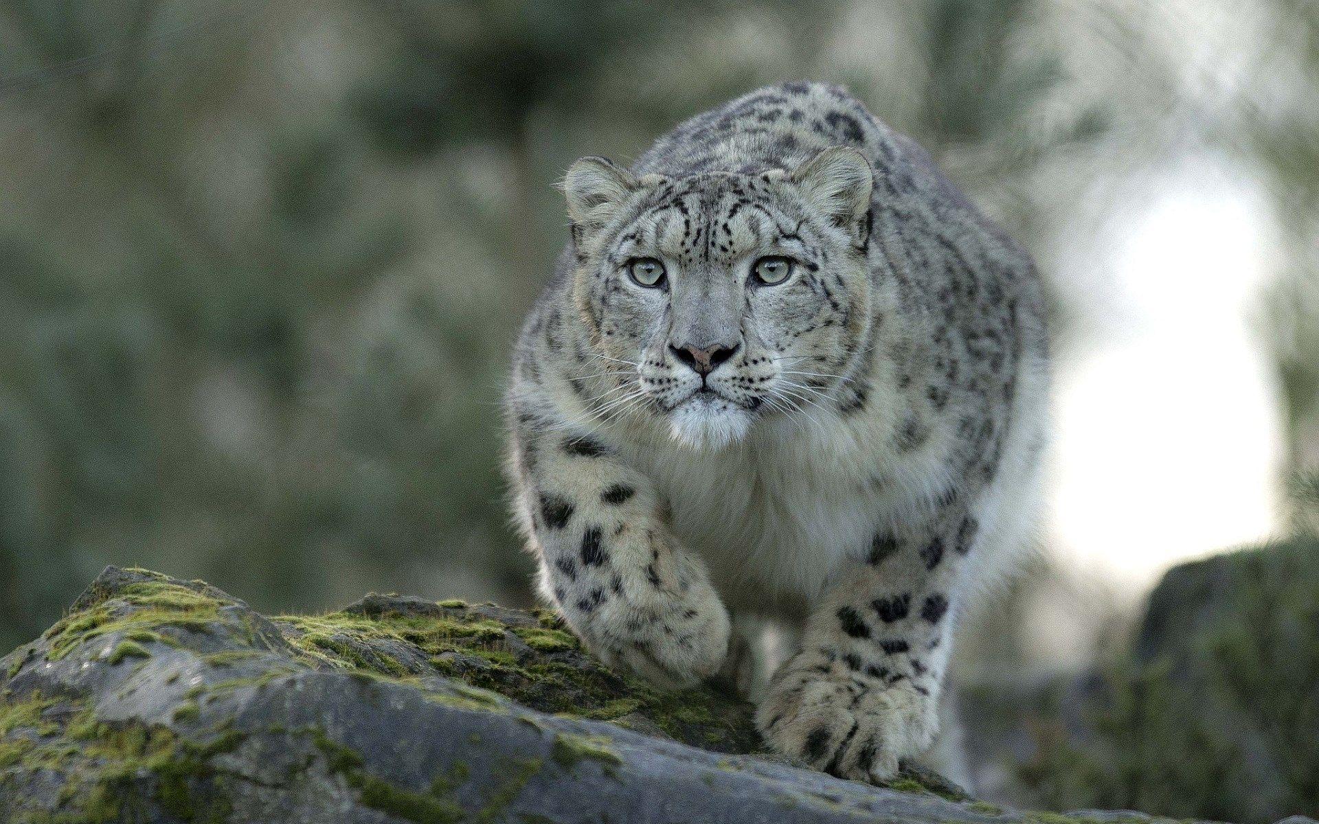 1920x1200 cheetah image for desktop background. Leopard picture, Snow leopard picture, Snow leopard