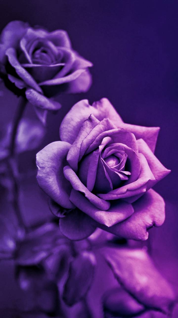 720x1280 Purple Rose Wallpaper