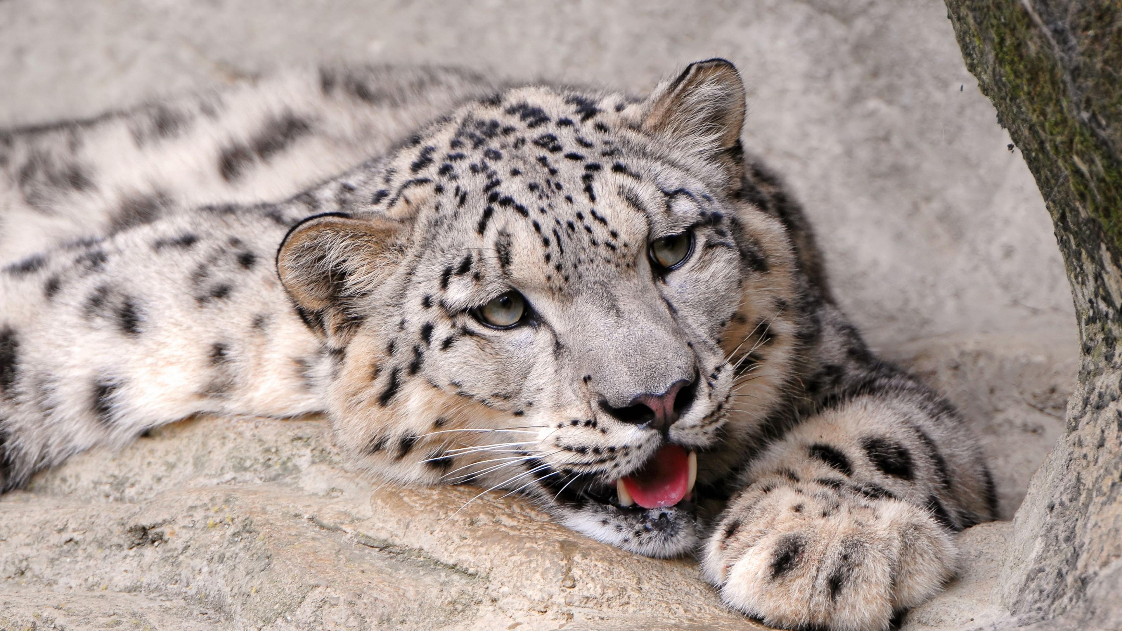 3840x2160 Wallpaper 4k Snow Leopard 4k Wallpaper
