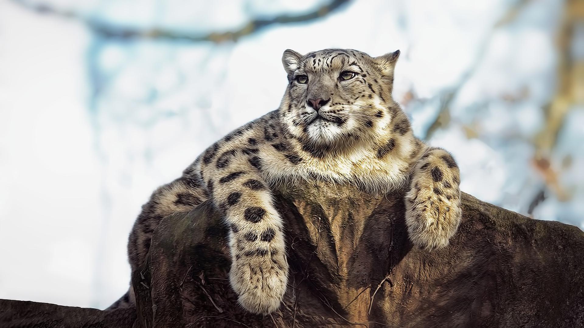 1920x1080 Snow Leopard