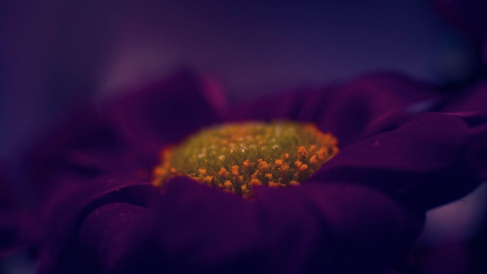1920x1080 Dark Purple Flower Flowers Photography Wallpaper