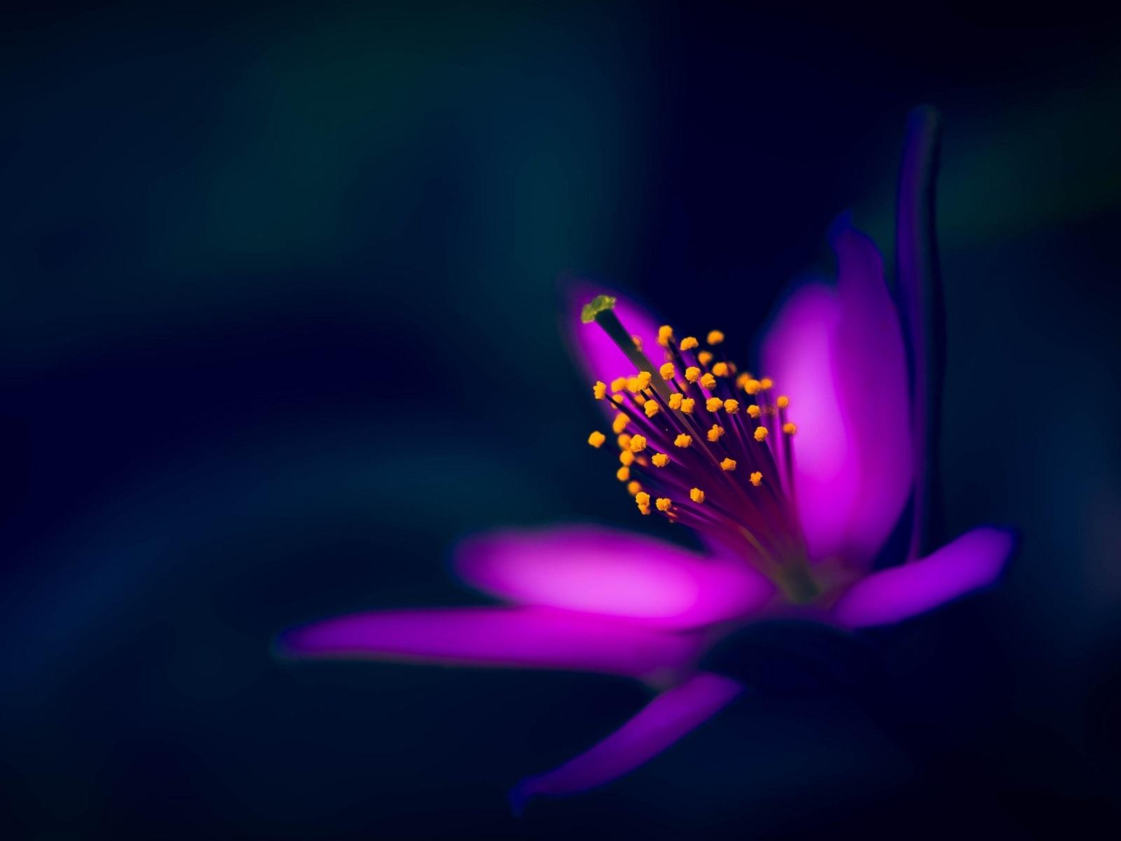 1600x1200 Wallpaper Purple flower, petals, macro photography, black background 1920x1200 HD Picture, Image