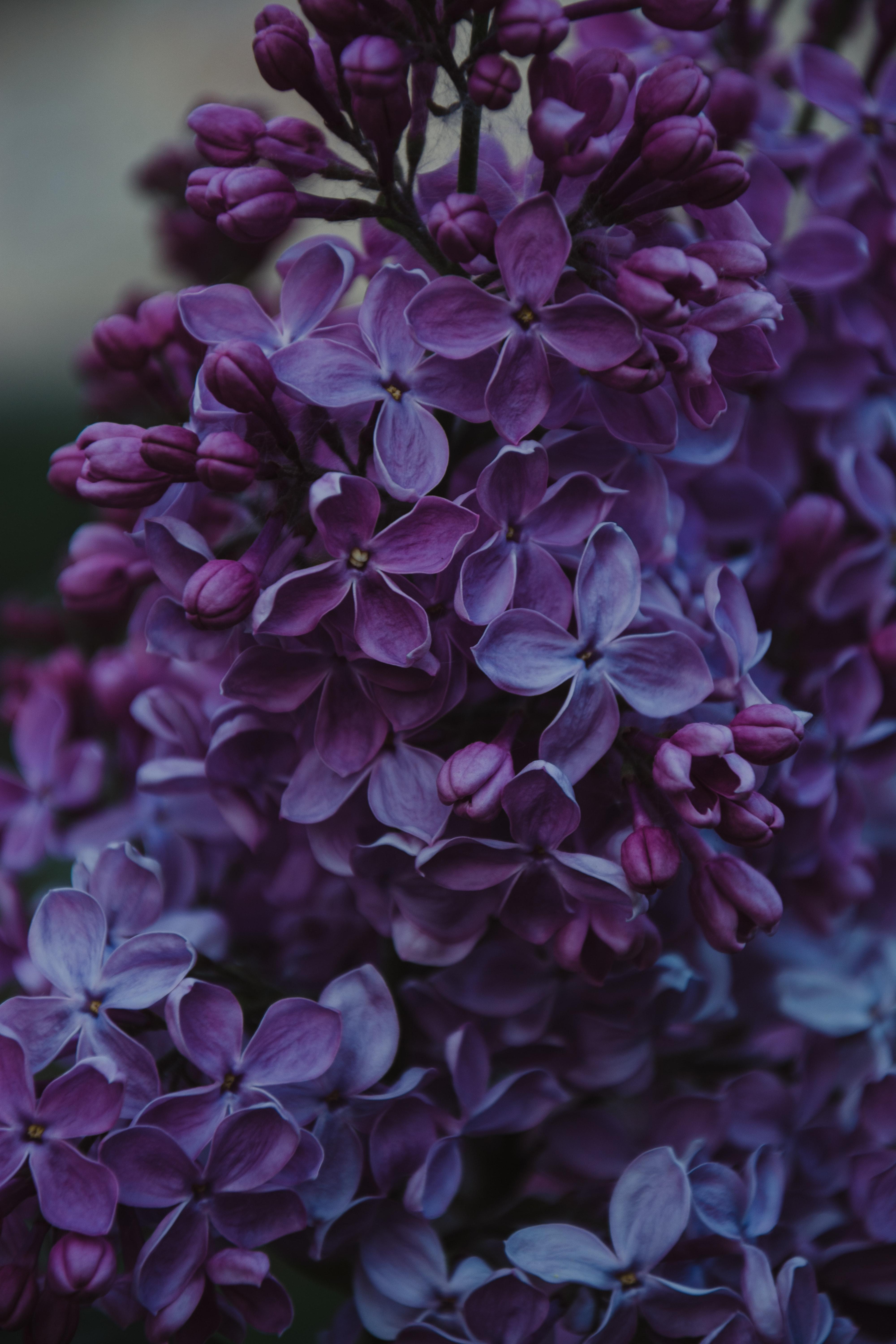 4000x6000 Best Purple Flowers Photo · 100% Free Downloads