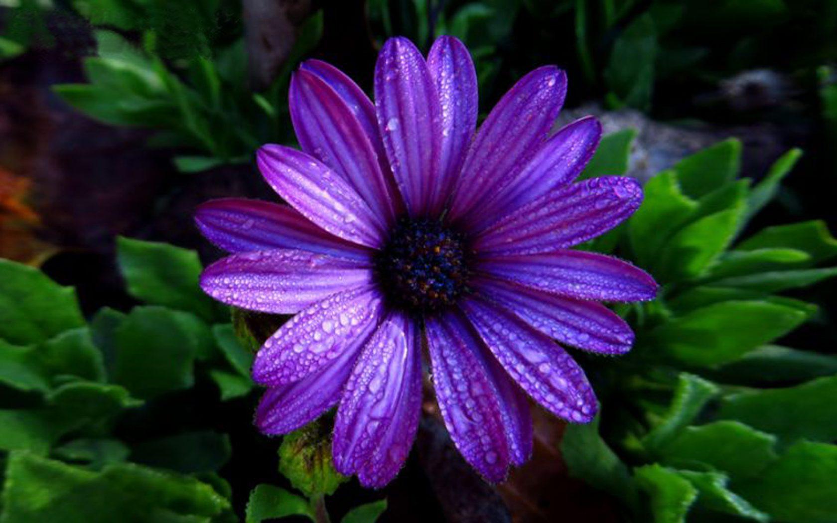 1680x1050 Aster Flower Dark Purple Color With Water Droplets Full HD Wallpaper :