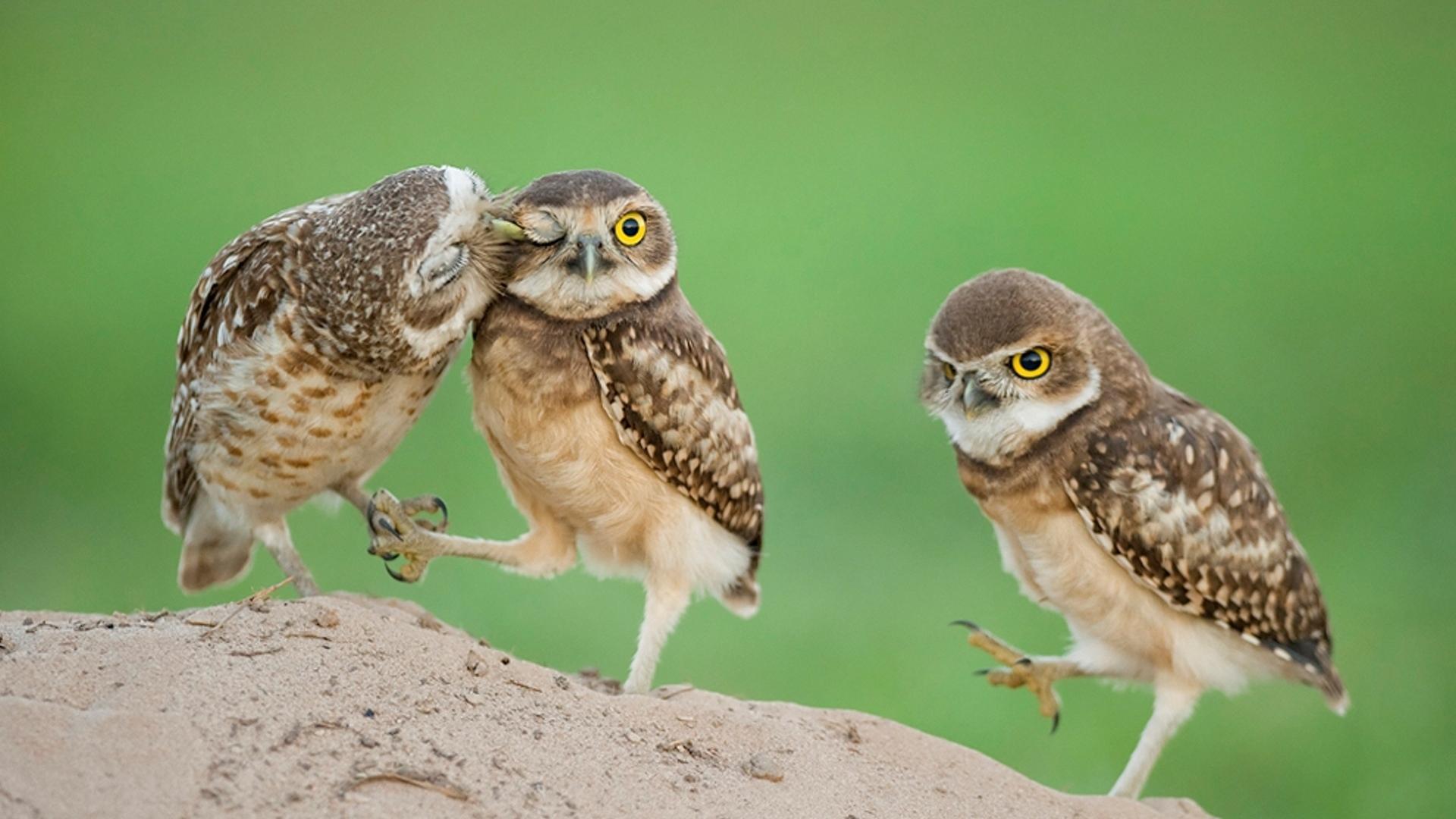 1920x1080 Little Owl Wallpaper