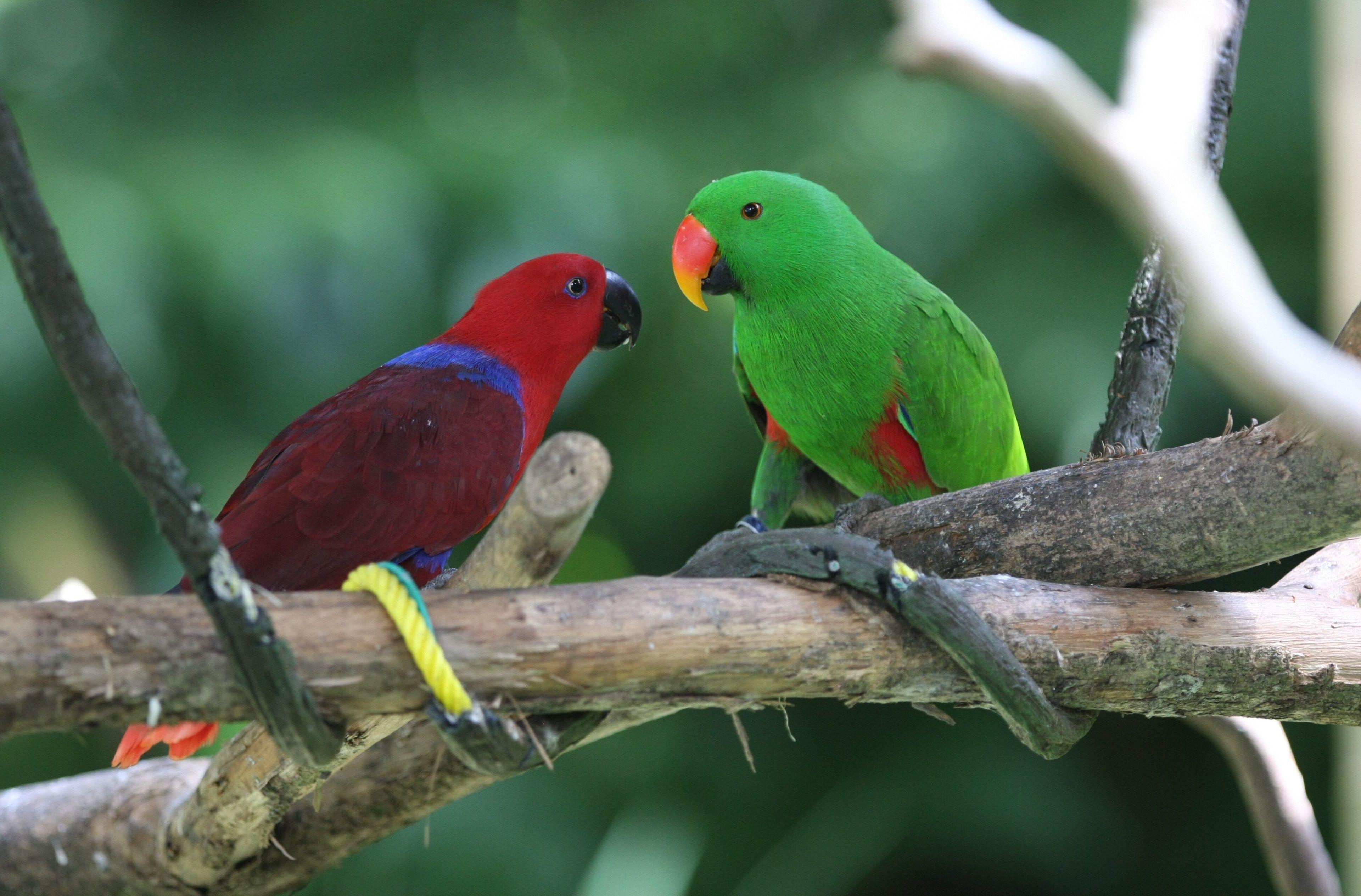 3840x2530 amazon parrot 4k free HD wallpaper download widescreen. Amazon parrot, Animals, Parrot wallpaper