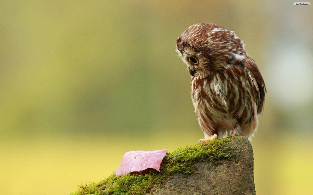 1200x750 Wallpaper For > Cute Baby Owl Wallpaper