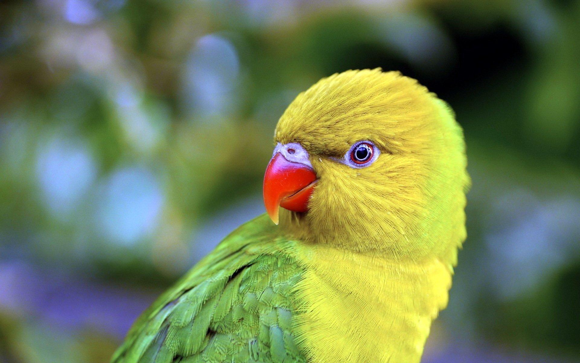 1920x1200 Parrot HD Wallpaper