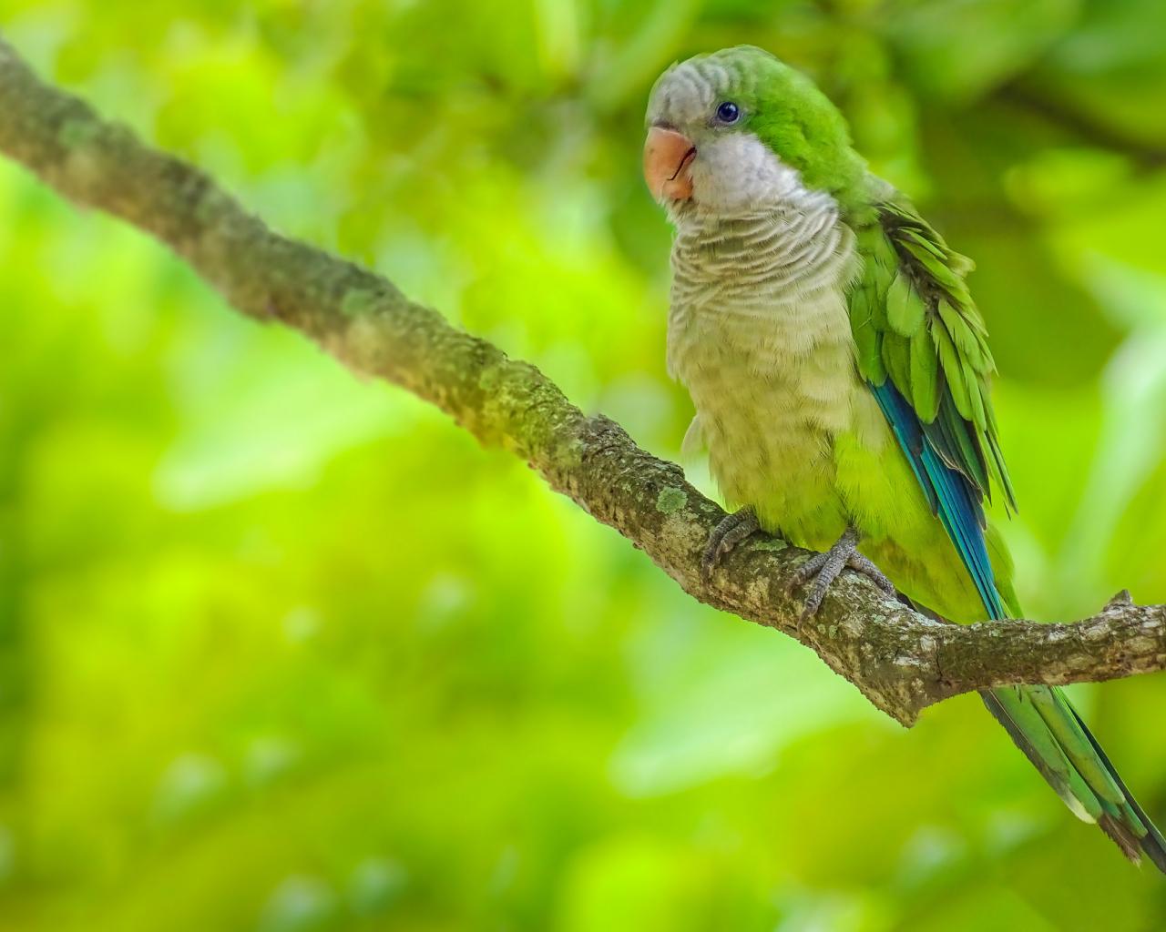 1280x1024 Desktop Wallpaper Cute Green Parrot, Sitting, Tree Branch, HD Image, Picture, Background, 8hy51g