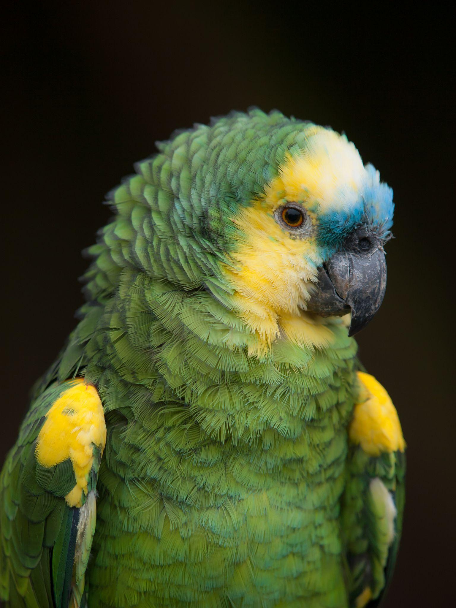 1536x2048 Blue Fronted Amazon Parrot. Amazon parrot, Parrot, Parrot pet