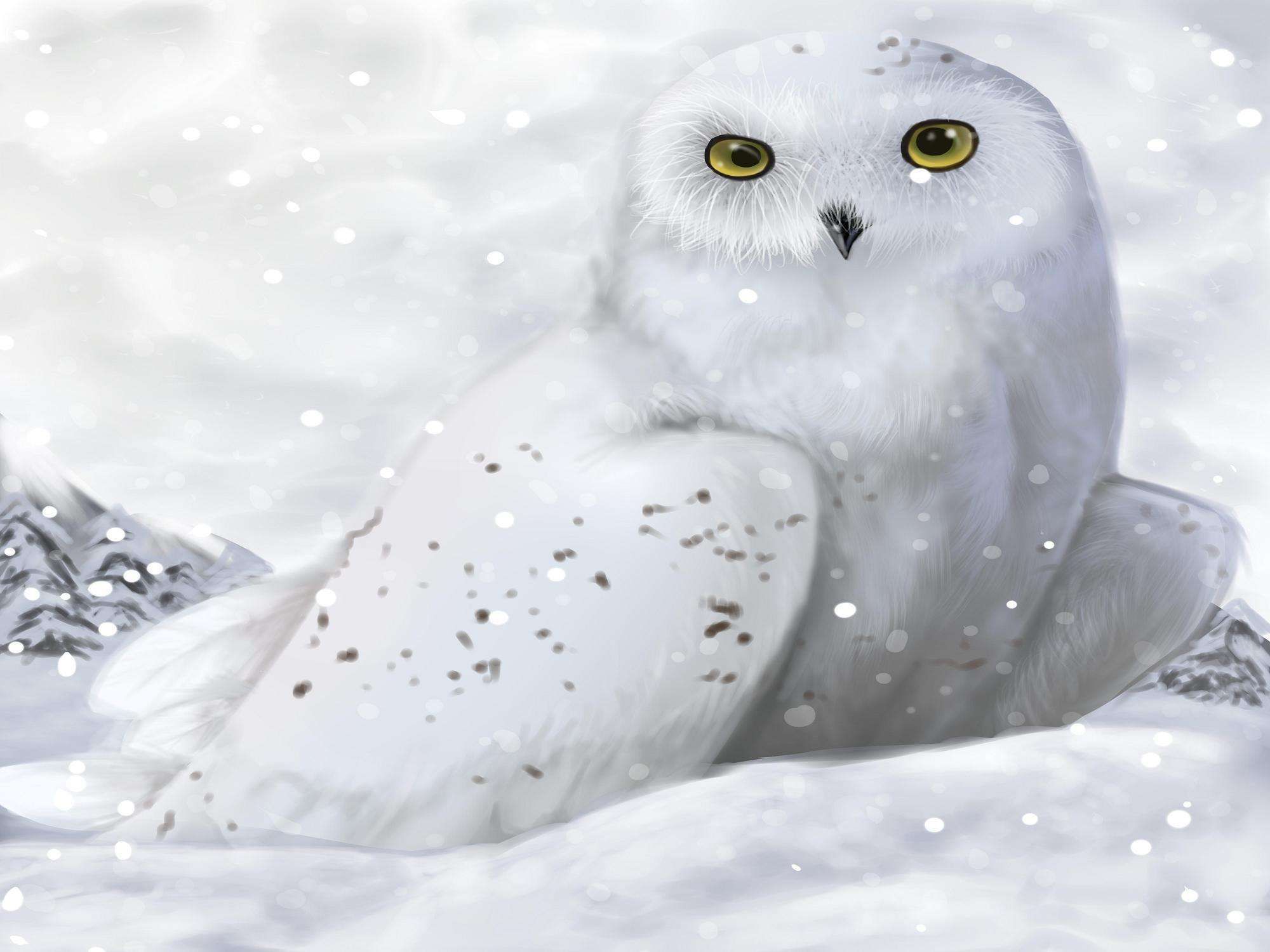 2000x1500 Cute Winter Owl Desktop Wallpaper, HD Cute Winter Owl Desktop Background