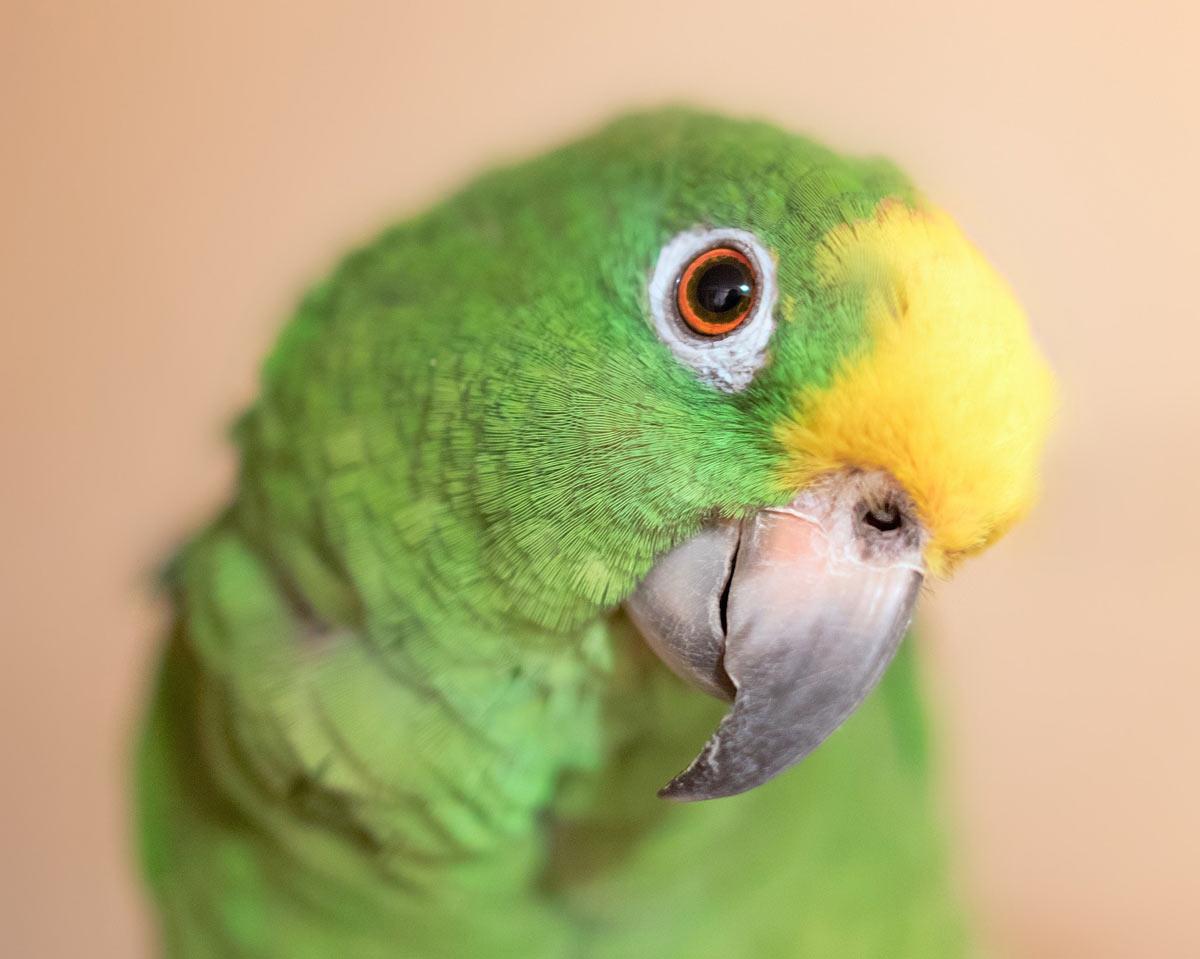 1200x959 Pet Bird and Parrot Behavior