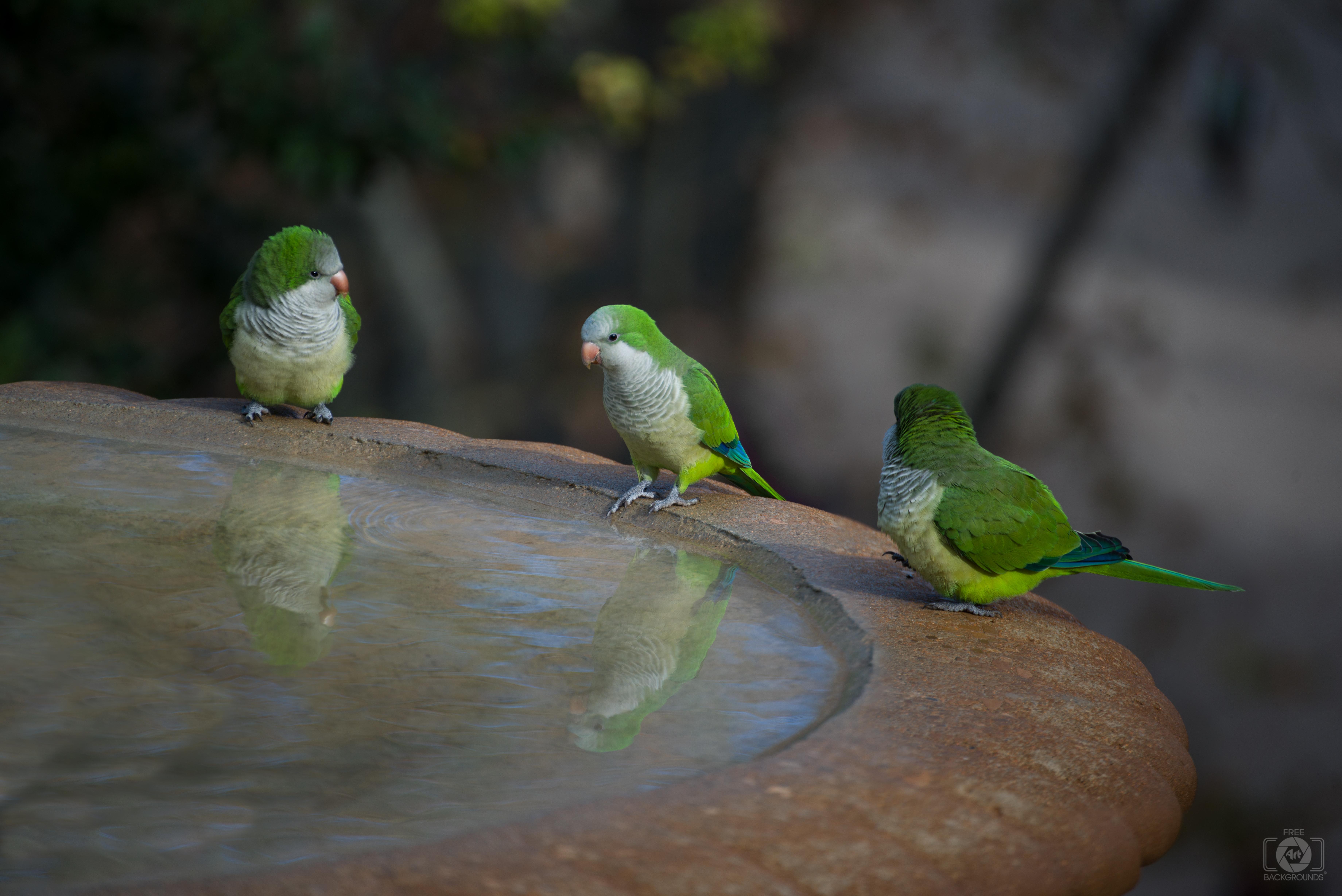 7360x4912 Cute Quaker Parrots Background Quality Free Background