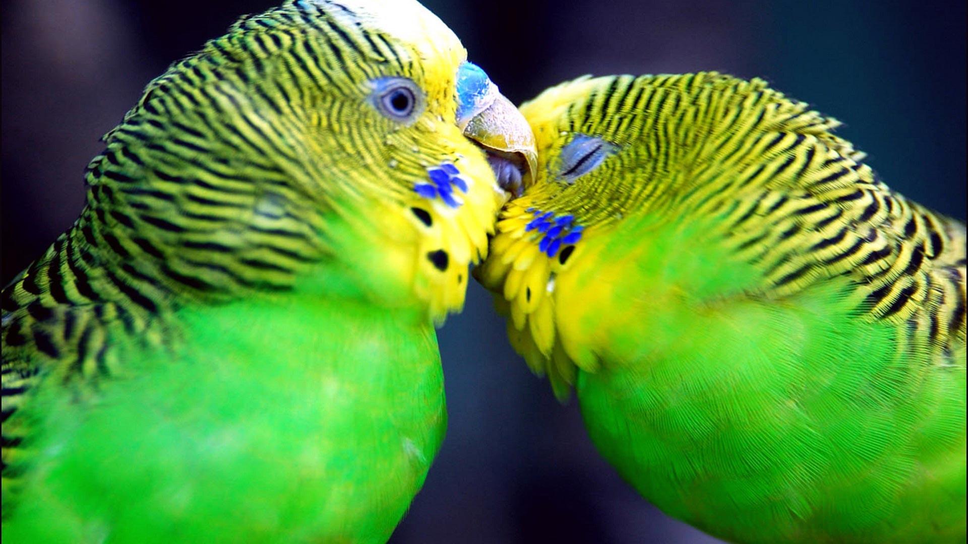 1920x1080 Free download Desktop Wallpaper Gallery Animals Amazon parrots [1920x1080] for your Desktop, Mobile & Tablet. Explore Free Amazon Wallpaper. Amazon Wallpaper for Walls, Free Wallpaper for Kindle, Amazon UK Wallpaper