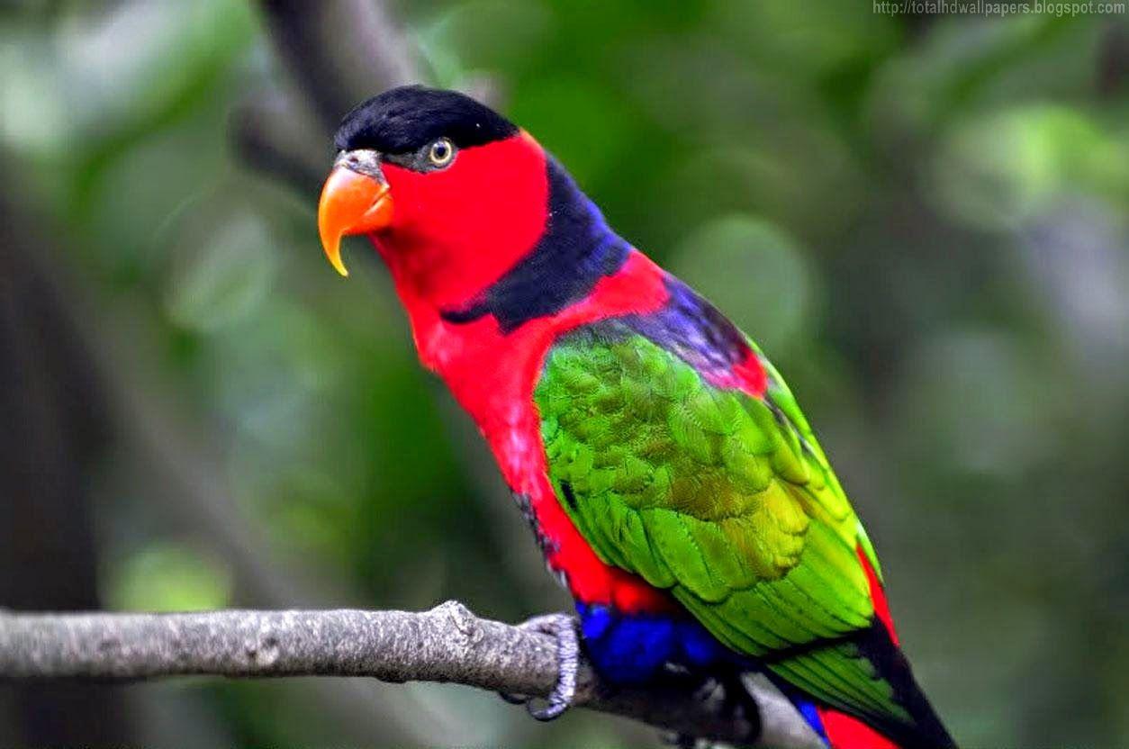 1254x832 amazon parrots. Colorful parrots, Pet birds, Parrot wallpaper