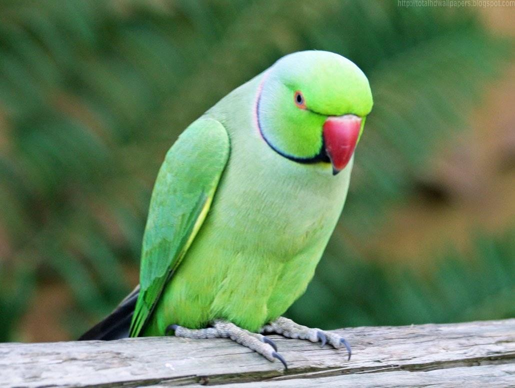 1030x775 Kamal Shah: Amazon parrot HD Wallpaper