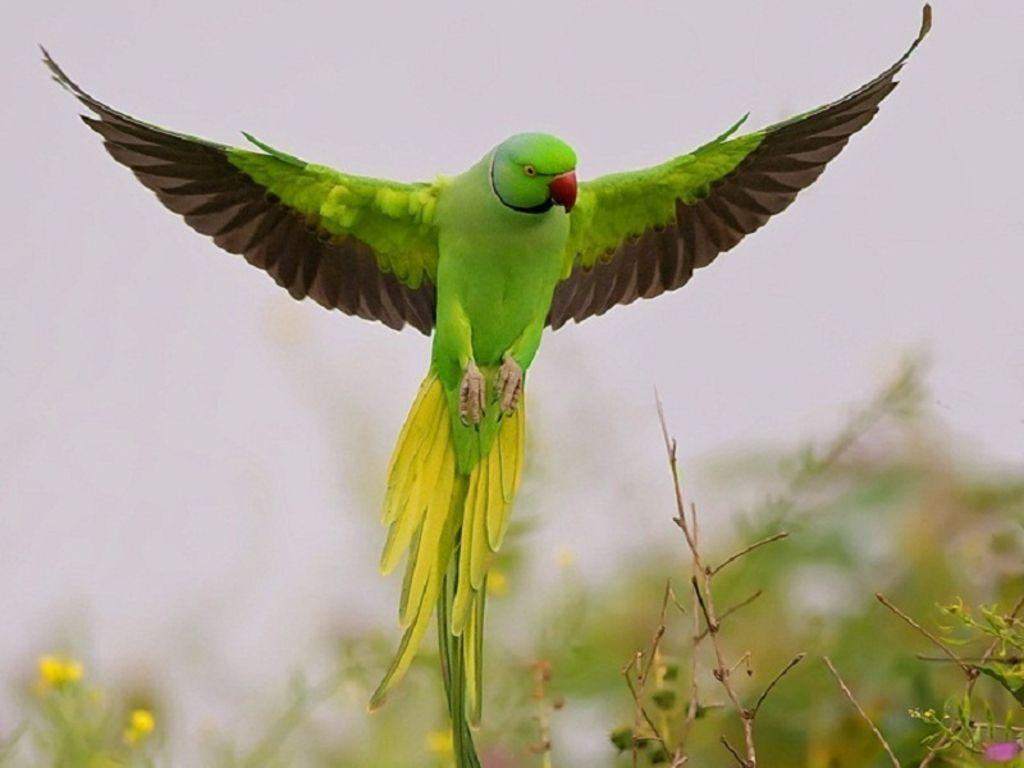1024x768 Parrot Wallpaper