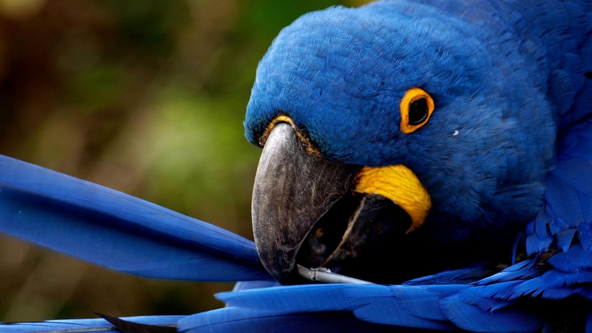 1920x1080 Parrot HD