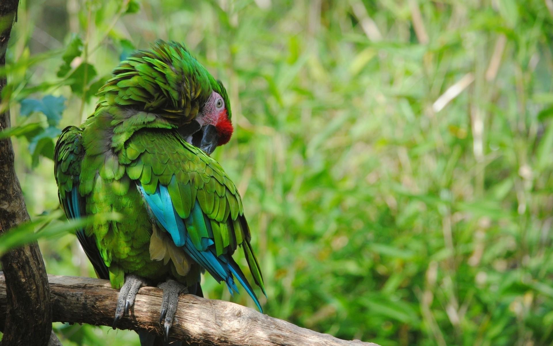 1920x1200 nature, Birds, Parrot Wallpaper HD / Desktop and Mobile Background