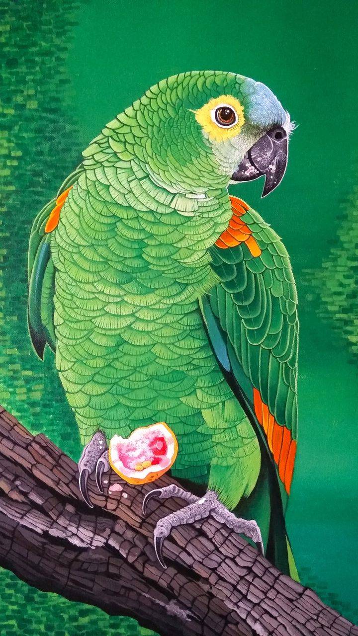 720x1280 Amazon Parrot Wallpaper : iPhone Wallpaper