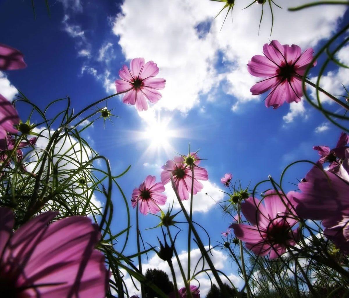 1200x1024 Background For Tablets