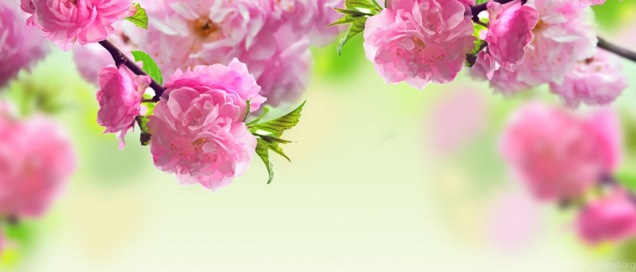 2520x1080 Spring Flowers Wallpaper Flower Wallpaper Background HD Desktop. Desktop Background