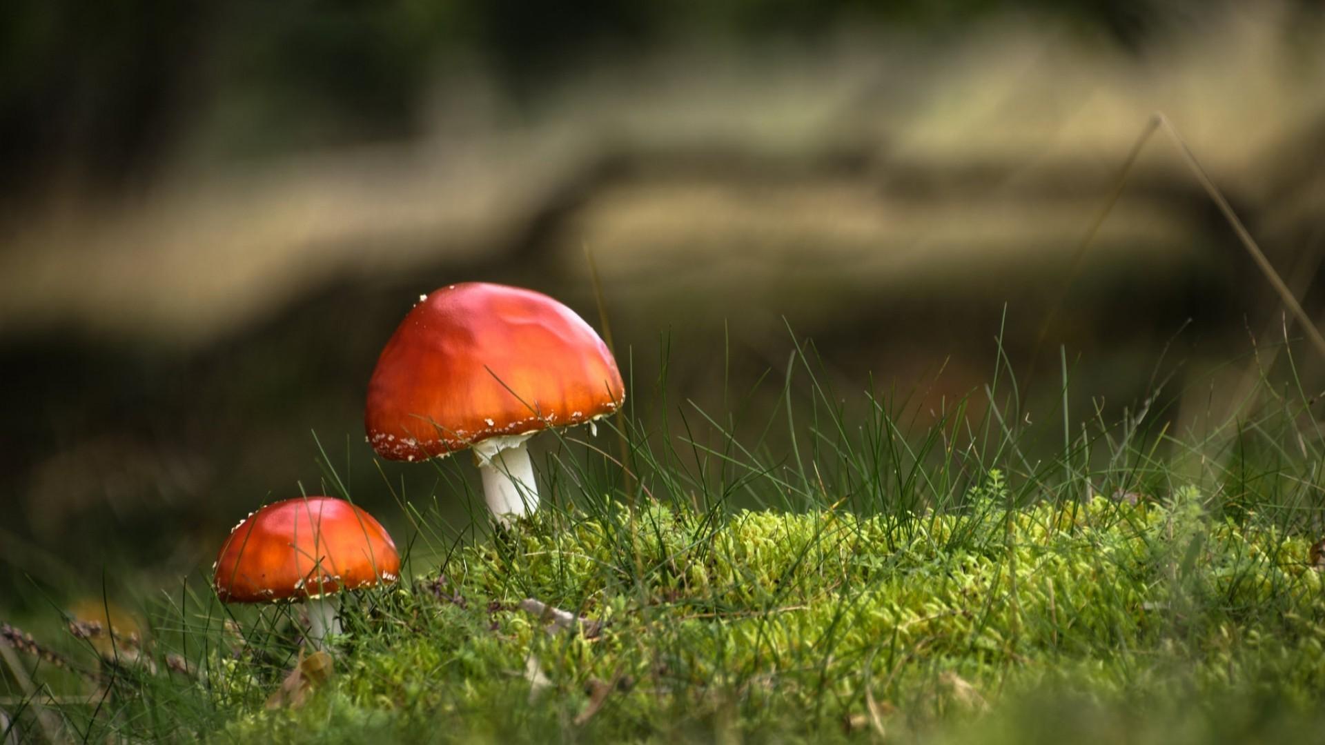 1920x1080 nature, Landscape, Mushroom, Depth Of Field, Closeup, Macro, Grass, Moss, Field Wallpaper HD / Desktop and Mobile Background
