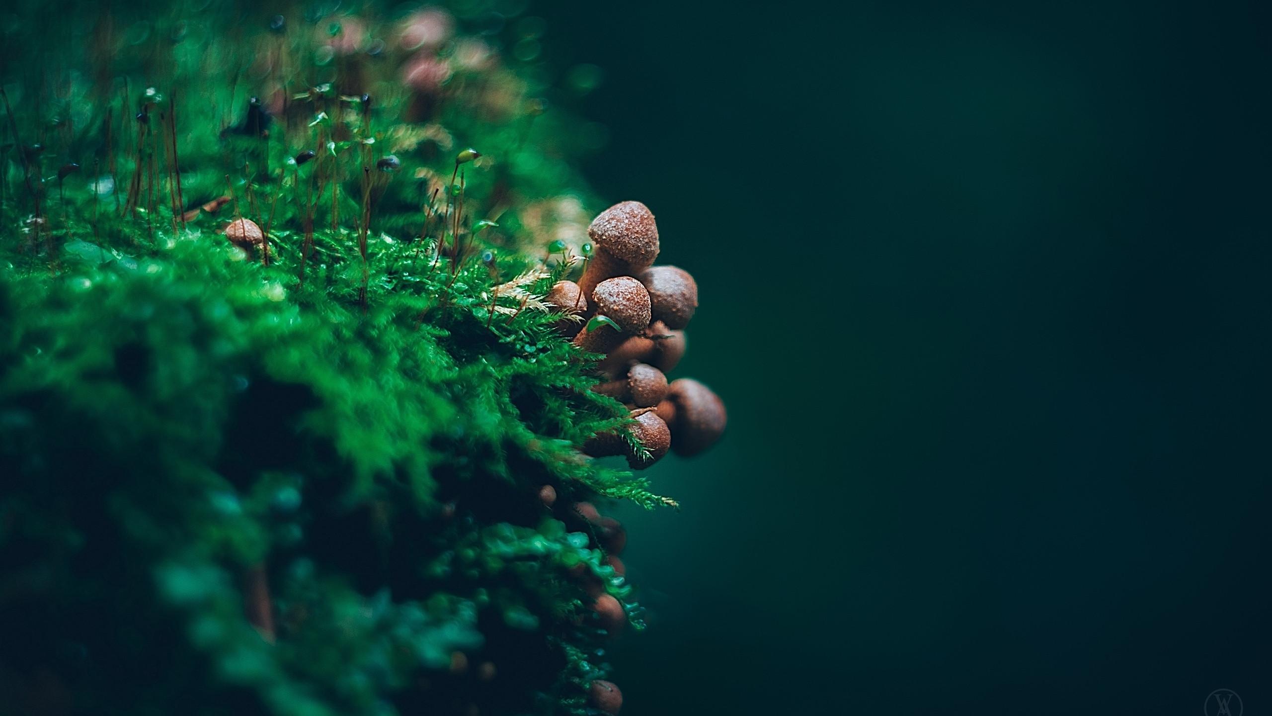 2560x1440 Mushroom Macro 1440P Resolution Wallpaper, HD Nature 4K Wallpaper, Image, Photo and Background