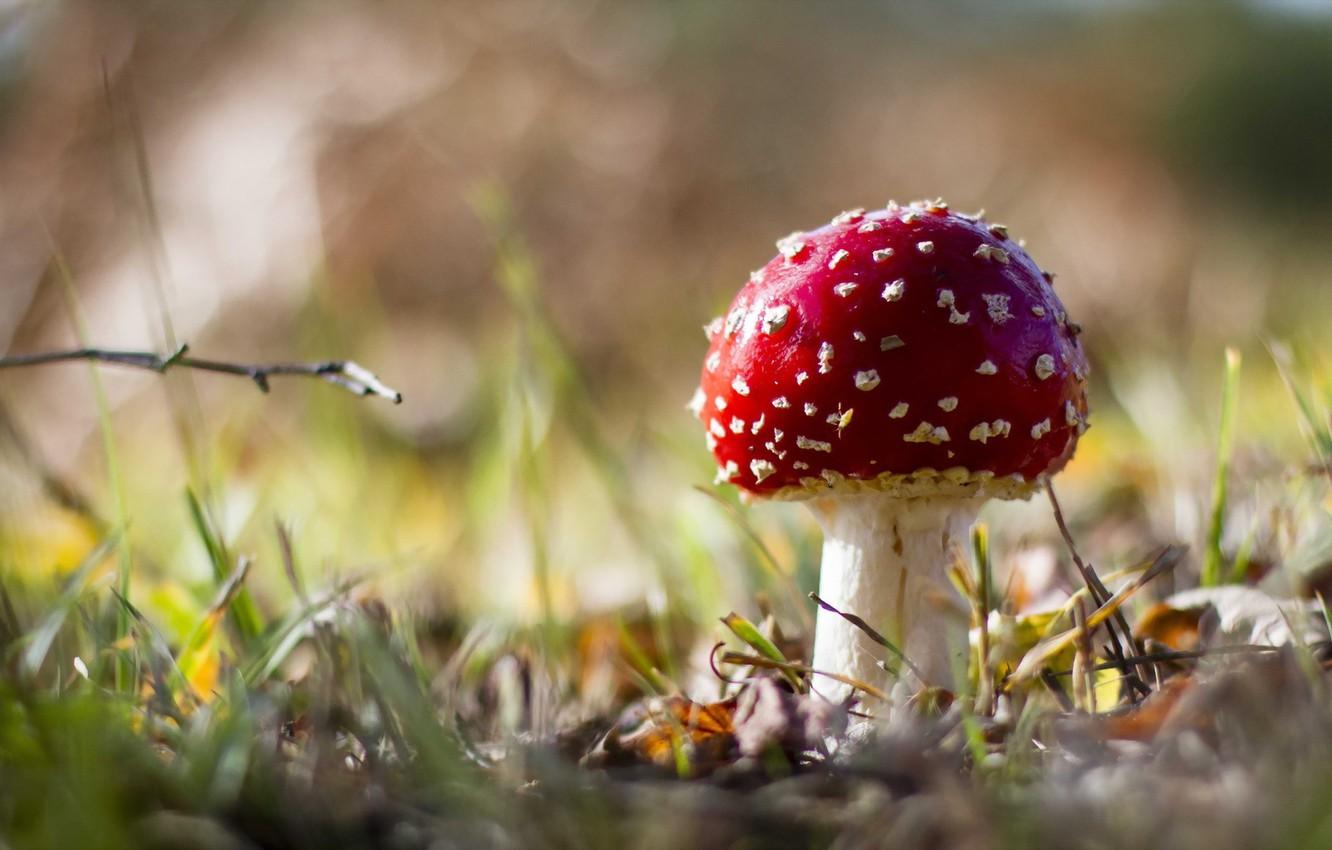1332x850 Wallpaper autumn, forest, nature, mushroom image for desktop, section природа