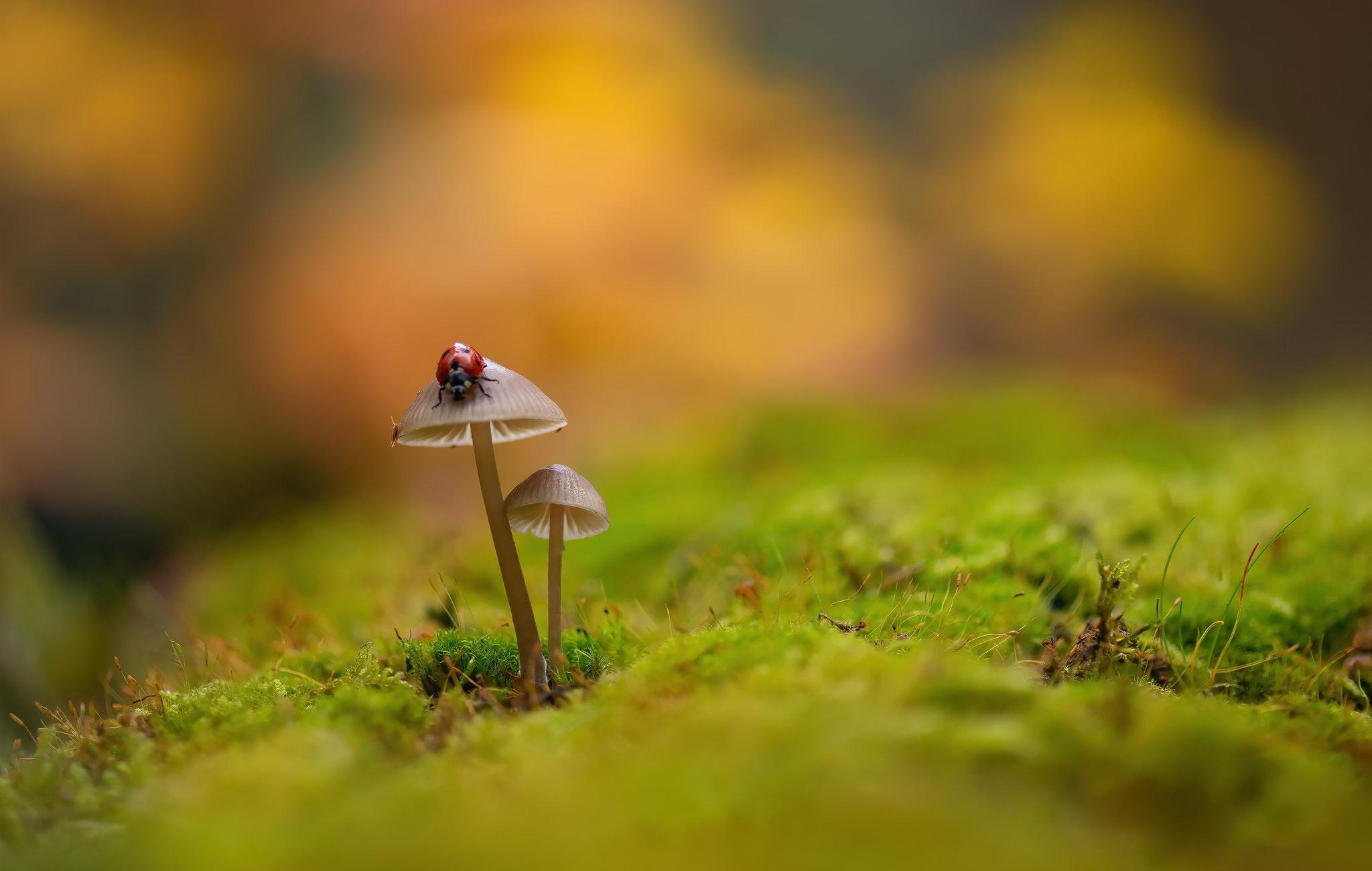 2048x1300 Ladybug On Mushroom 2560x1080 Resolution Wallpaper, HD Animals 4K Wallpaper, Image, Photo and Background