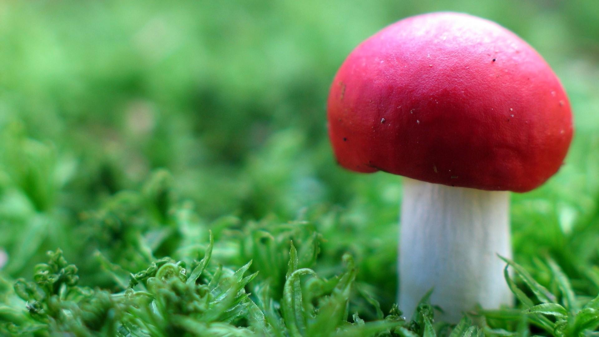 1920x1080 Red Mushroom Nature Wallpaper 50989 1920x1080px
