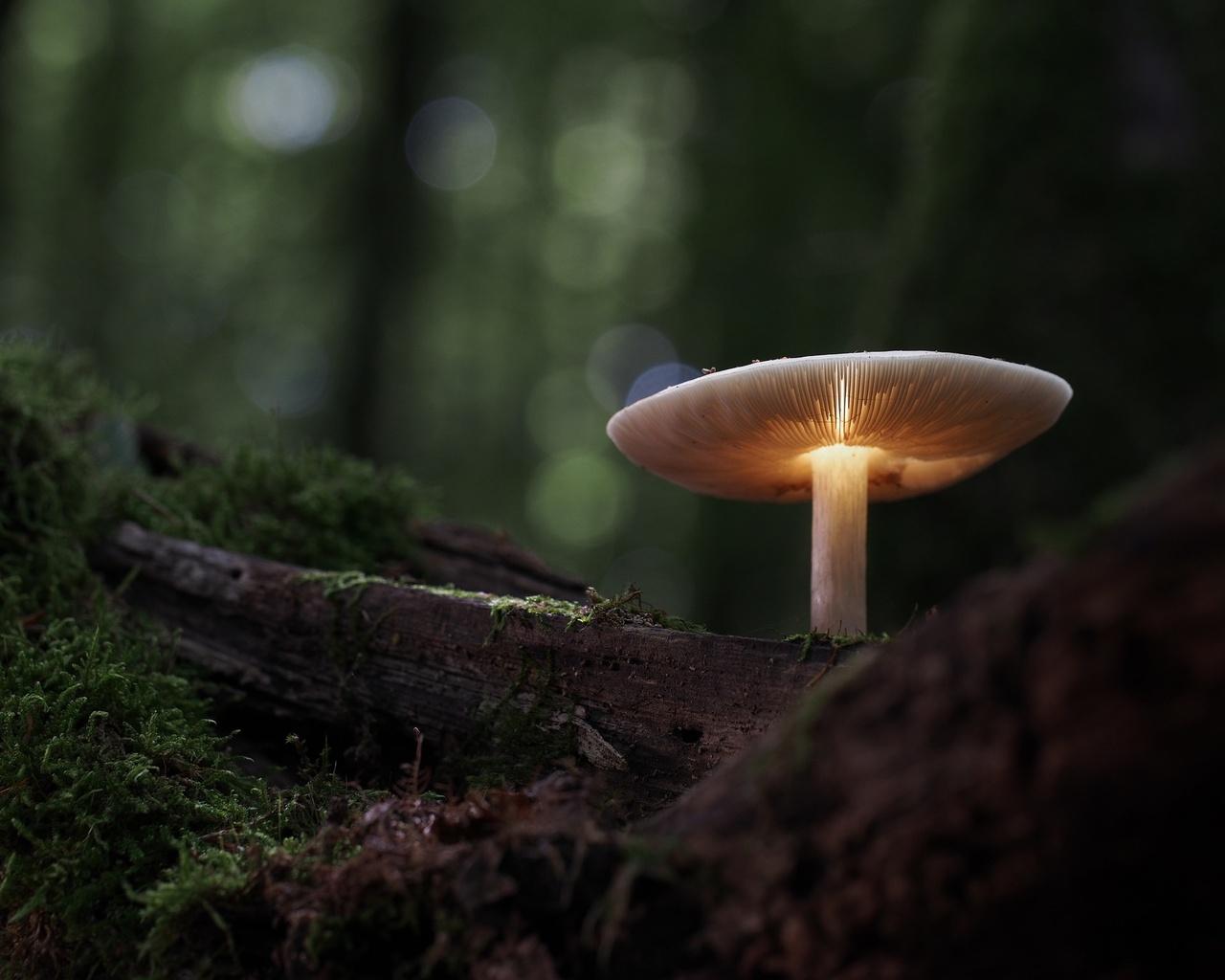 1280x1024 Mushroom Manipulation Nature 1280x1024 Resolution HD 4k Wallpaper, Image, Background, Photo and Picture