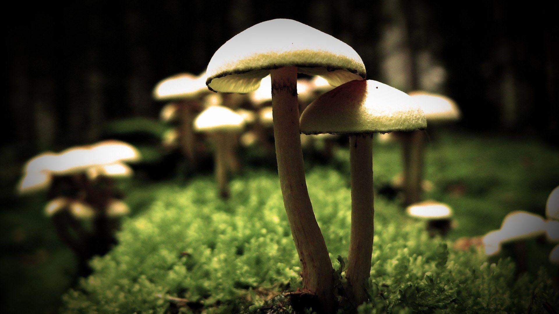1920x1080 Closeup View Of White Mushrooms With Small Green Plants HD Mushroom Wallpaper